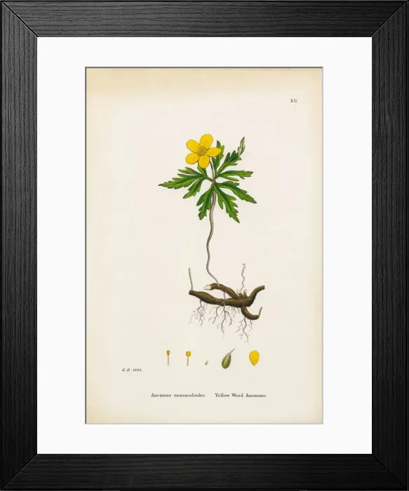 Framed Print : Yellow Wood Anemone, Anemone, Anemone ranunculoides, Victorian Botanical Illustration, 1863 Framed Print : Yellow Wood Anemone, Anemone, Anemone ranunculoides, Victorian Botanical Illustration, 1863