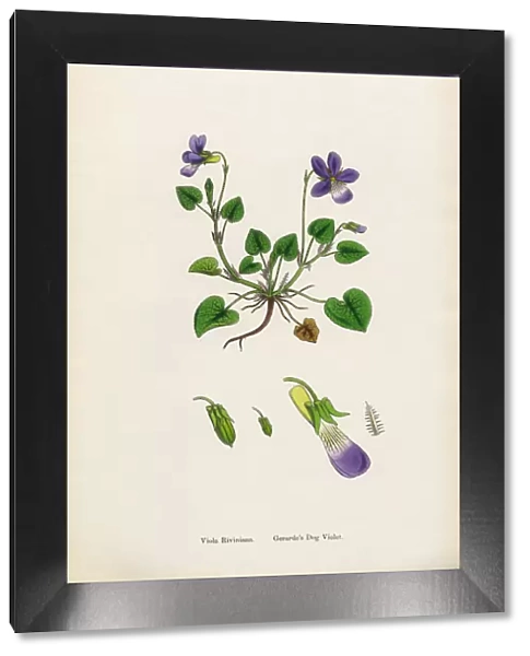 Gerardeas Dog Violet, Viola Riviniana, Victorian Botanical Illustration, 1863