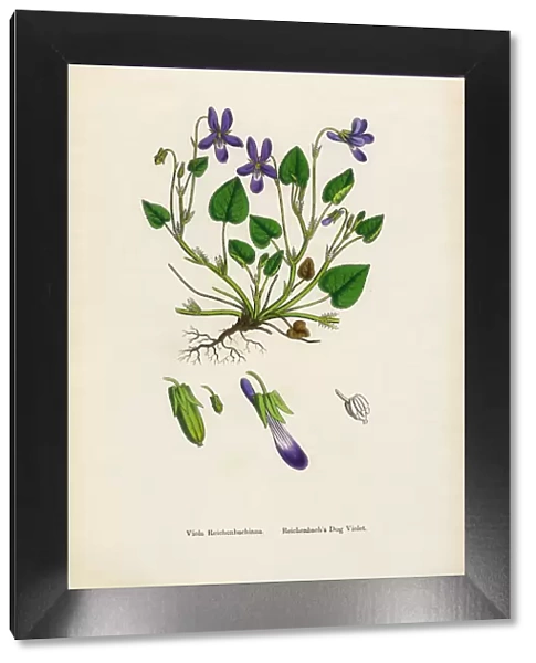 Reichenbachasas Dog Violet, Viola Reichenbachiana, Victorian Botanical Illustration, 1863