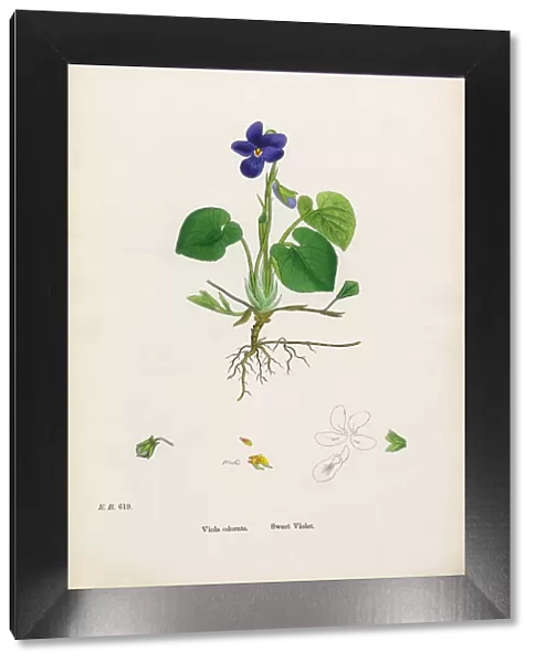 Sweet Violet, Viola Odorata, Victorian Botanical Illustration, 1863