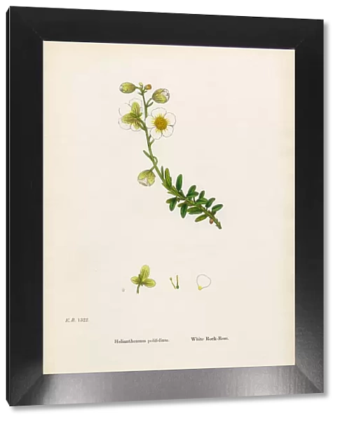 White Rock Rose, Helianthemum Polifolium, Victorian Botanical Illustration, 1863