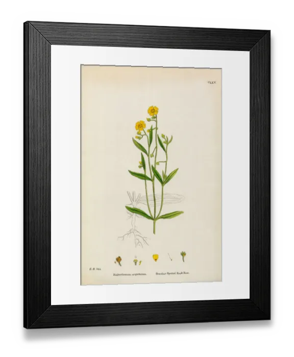 Framed Print : Spotted Rock Rose, Helianthemum eu-guttatum, Victorian Botanical Illustration, 1863 Framed Print : Spotted Rock Rose, Helianthemum eu-guttatum, Victorian Botanical Illustration, 1863