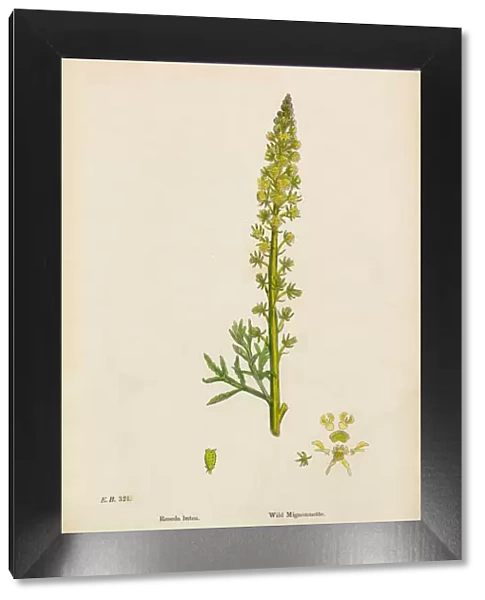 Wild Mignonnette, Reseda Lutea, Victorian Botanical Illustration, 1863