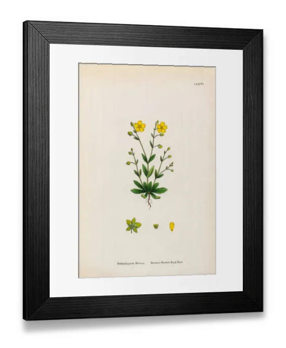 Framed Print : Breweras Spotted Rock Rose, Helianthemum Breweri, Victorian Botanical Illustration, 1863 Framed Print : Breweras Spotted Rock Rose, Helianthemum Breweri, Victorian Botanical Illustration, 1863