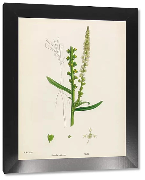 Weld, Reseda Luteola, Victorian Botanical Illustration, 1863