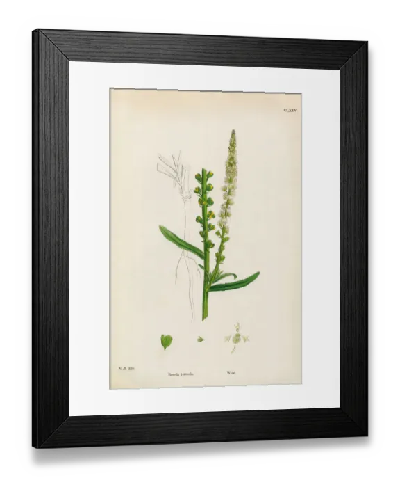 Framed Print : Weld, Reseda Luteola, Victorian Botanical Illustration, 1863 Framed Print : Weld, Reseda Luteola, Victorian Botanical Illustration, 1863