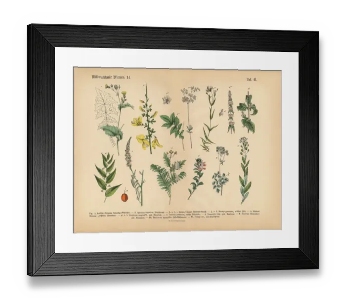 Framed Print : Wildflower and Medicinal Herbal Plants, Victorian Botanical Illustration Framed Print : Wildflower and Medicinal Herbal Plants, Victorian Botanical Illustration