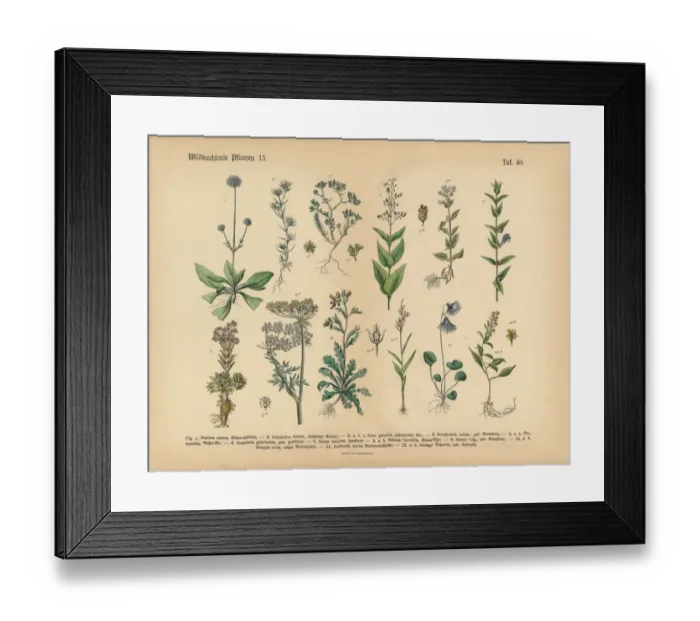Framed Print : Wildflower and Medicinal Herbal Plants, Victorian Botanical Illustration Framed Print : Wildflower and Medicinal Herbal Plants, Victorian Botanical Illustration