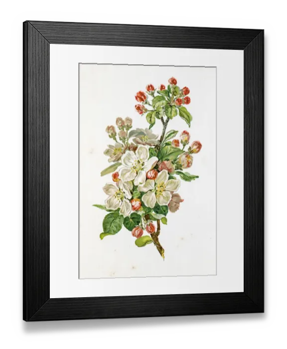 Framed Print : Apple blossom 19 century illustration Framed Print : Apple blossom 19 century illustration