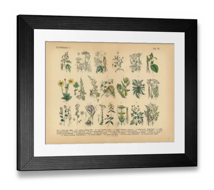 Framed Print : Medicinal and Herbal Plants, Victorian Botanical Illustration Framed Print : Medicinal and Herbal Plants, Victorian Botanical Illustration