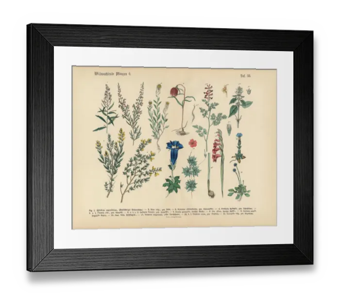 Framed Print : Wildflower and Medicinal Herbal Plants, Victorian Botanical Illustration Framed Print : Wildflower and Medicinal Herbal Plants, Victorian Botanical Illustration