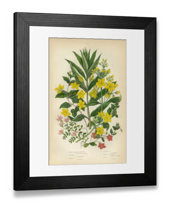Framed Print : Loosestrife, Lythrum salicaria, Lythrum, Victorian Botanical Illustration Framed Print : Loosestrife, Lythrum salicaria, Lythrum, Victorian Botanical Illustration
