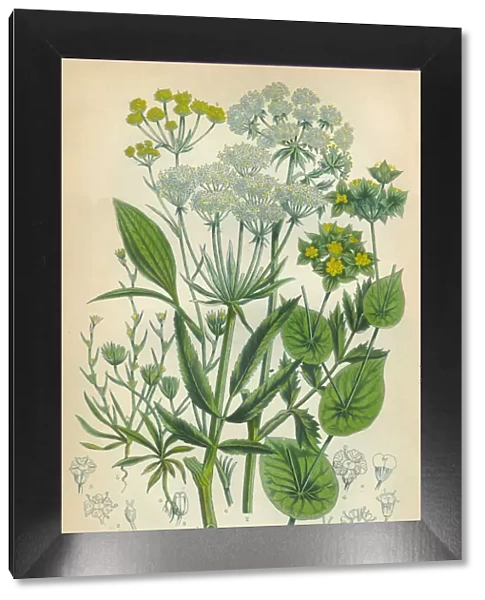 Parsnip, Haresear, Hareas Ear, Victorian Botanical Illustration