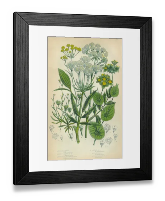 Framed Print : Parsnip, Haresear, Hareas Ear, Victorian Botanical Illustration Framed Print : Parsnip, Haresear, Hareas Ear, Victorian Botanical Illustration
