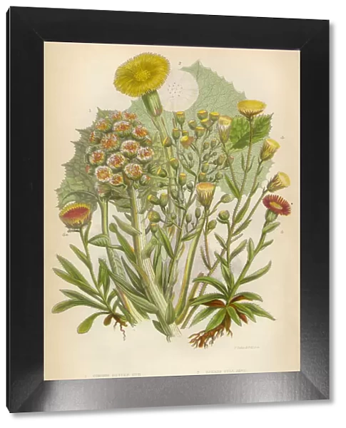 Sunflower, Butterbur, Petasites, Coltsfoot, Fleabane, Victorian Botanical Illustration