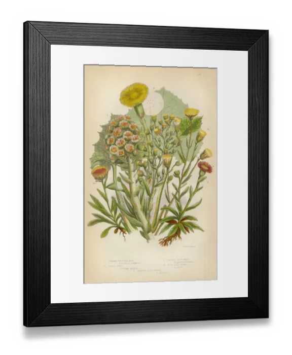 Framed Print : Sunflower, Butterbur, Petasites, Coltsfoot, Fleabane, Victorian Botanical Illustration Framed Print : Sunflower, Butterbur, Petasites, Coltsfoot, Fleabane, Victorian Botanical Illustration