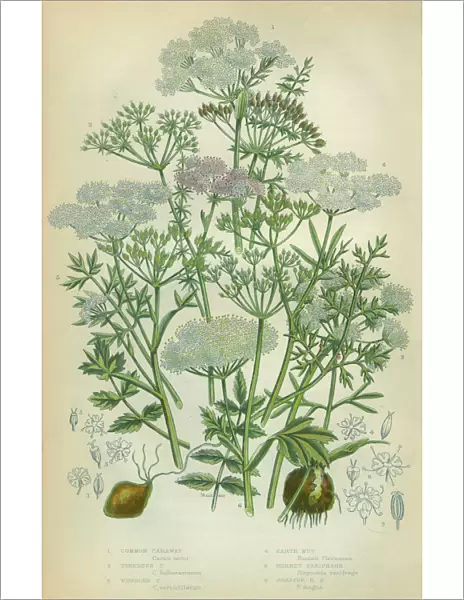 Caraway, Seed, Earthnut, Saxifrage, Rockfoil, Victorian Botanical Illustration