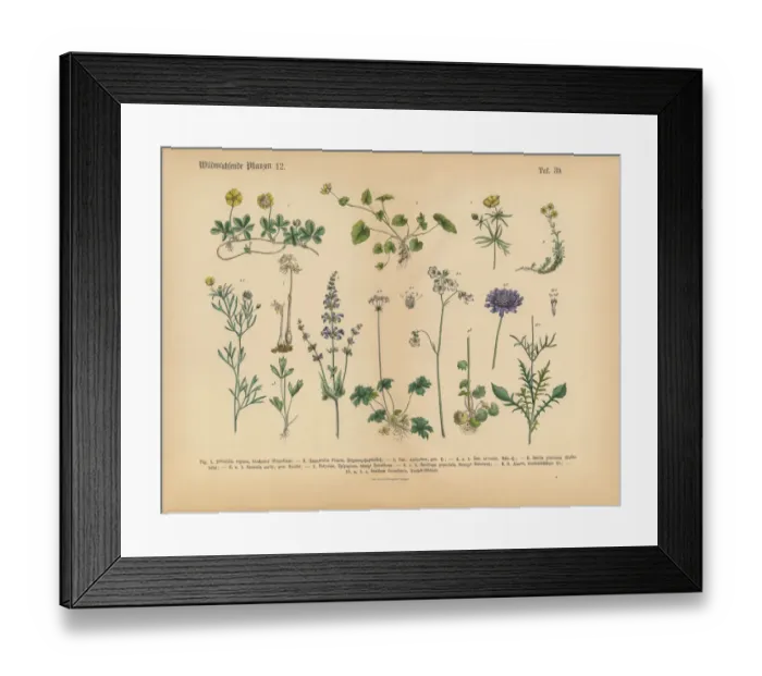 Framed Print : Wildflower and Medicinal Herbal Plants, Victorian Botanical Illustration Framed Print : Wildflower and Medicinal Herbal Plants, Victorian Botanical Illustration
