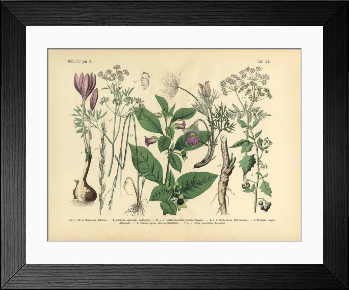 Framed Print : Poisonous and Toxic Plants, Victorian Botanical Illustration Framed Print : Poisonous and Toxic Plants, Victorian Botanical Illustration