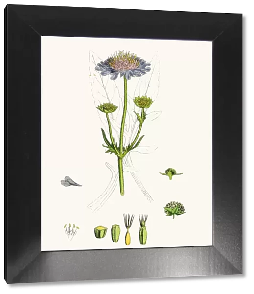 Scabiosa plant scientific illustration