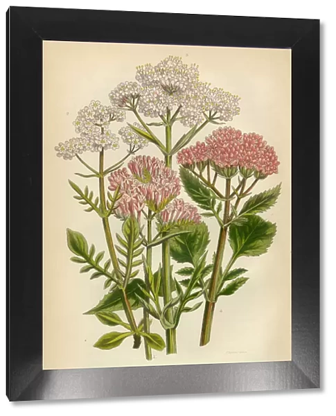 Valeran, Heliotrope, Victorian Botanical Illustration
