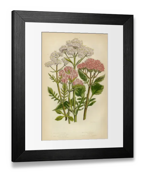 Framed Print : Valeran, Heliotrope, Victorian Botanical Illustration Framed Print : Valeran, Heliotrope, Victorian Botanical Illustration
