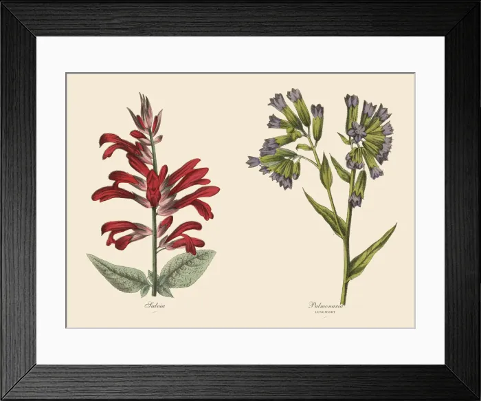 Framed Print : Victorian Botanical Illustration of Salvia and Lungwort Plants Framed Print : Victorian Botanical Illustration of Salvia and Lungwort Plants