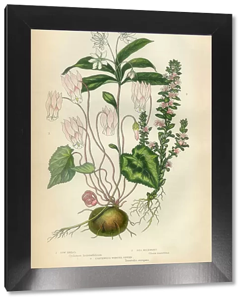 Cyclamen, Milkwort, Chickweed, Wintergreen, Victorian Botanical Illustration