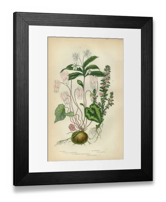 Framed Print : Cyclamen, Milkwort, Chickweed, Wintergreen, Victorian Botanical Illustration Framed Print : Cyclamen, Milkwort, Chickweed, Wintergreen, Victorian Botanical Illustration