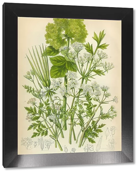 Bladderseed, Horse Parsley, Parsley, Shepherds Needle, Victorian Botanical Illustration