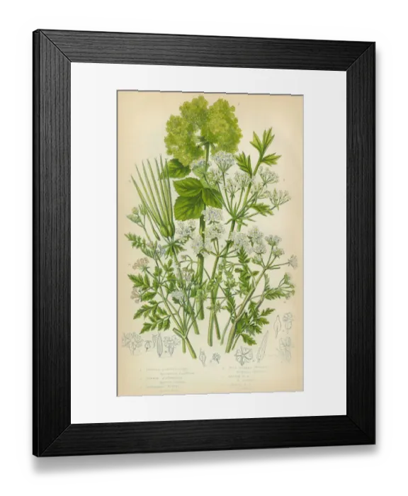 Framed Print : Bladderseed, Horse Parsley, Parsley, Shepherds Needle, Victorian Botanical Illustration Framed Print : Bladderseed, Horse Parsley, Parsley, Shepherds Needle, Victorian Botanical Illustration