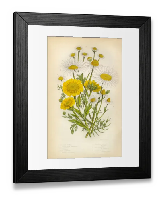 Framed Print : Daisy, Shasta Daisy, Aster, Marigold, Chamomile, Mayweed, Victorian Botanical Illustration Framed Print : Daisy, Shasta Daisy, Aster, Marigold, Chamomile, Mayweed, Victorian Botanical Illustration