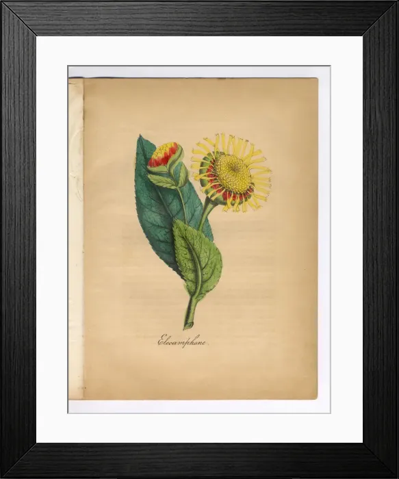 Framed Print : Elecamphane or Horse Heal Victorian Botanical Illustration Framed Print : Elecamphane or Horse Heal Victorian Botanical Illustration