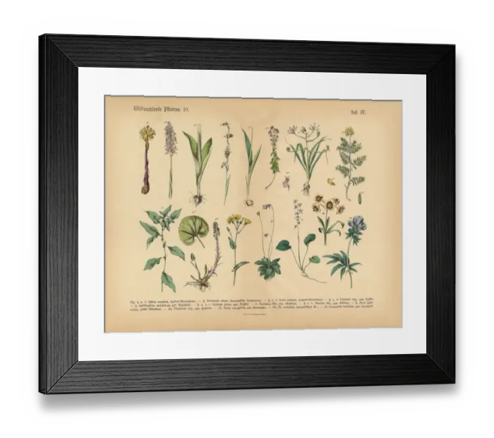 Framed Print : Wildflower and Medicinal Herbal Plants, Victorian Botanical Illustration Framed Print : Wildflower and Medicinal Herbal Plants, Victorian Botanical Illustration