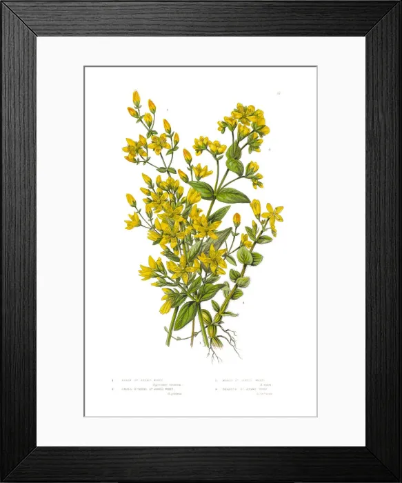 Framed Print : St. Johns Wort Victorian Botanical Illustration Framed Print : St. Johns Wort Victorian Botanical Illustration