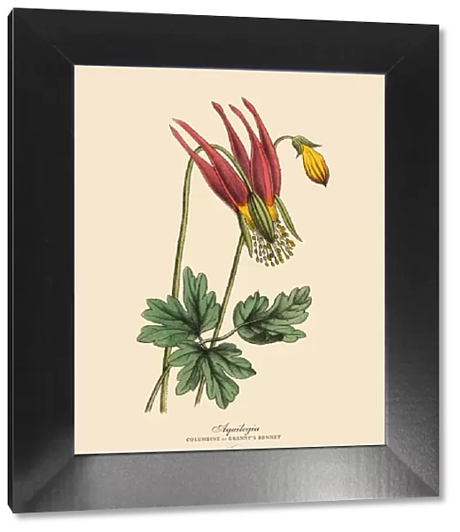 Aquilegia or Columbine Plant, Victorian Botanical Illustration