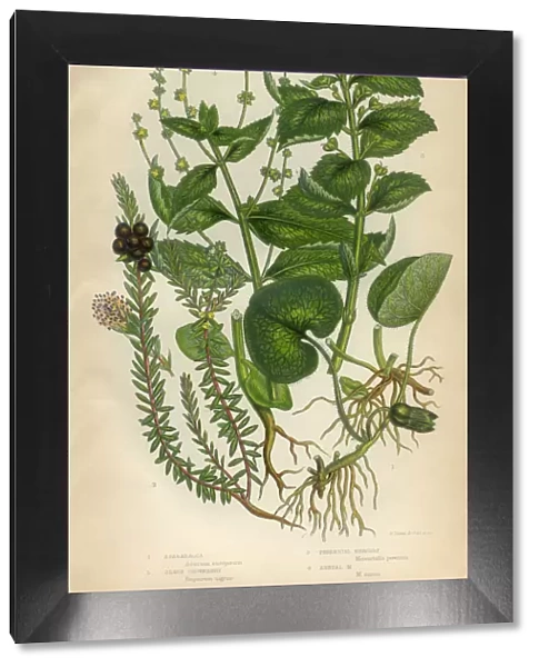 Asababacca, AbacAa, Hemp, Banana, Crowberry, Mercury, Mercurialis, Victorian Botanical Illustration