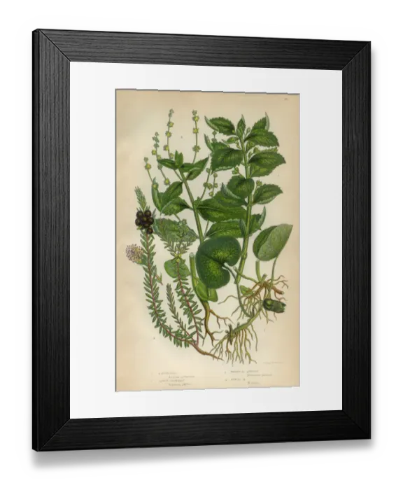 Framed Print : Asababacca, AbacAa, Hemp, Banana, Crowberry, Mercury, Mercurialis, Victorian Botanical Illustration Framed Print : Asababacca, AbacAa, Hemp, Banana, Crowberry, Mercury, Mercurialis, Victorian Botanical Illustration