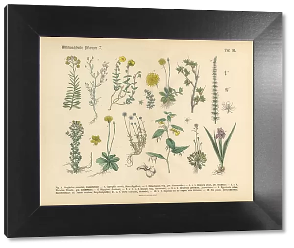 Wildflower and Medicinal Herbal Plants, Victorian Botanical Illustration