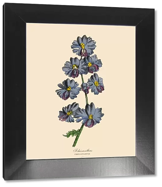 Schizanthus or Fringeflower Plants, Victorian Botanical Illustration