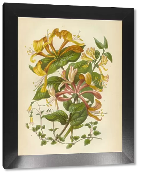 Honeysuckle, Honeysuckle Vine, Lonicera, Victorian Botanical Illustration