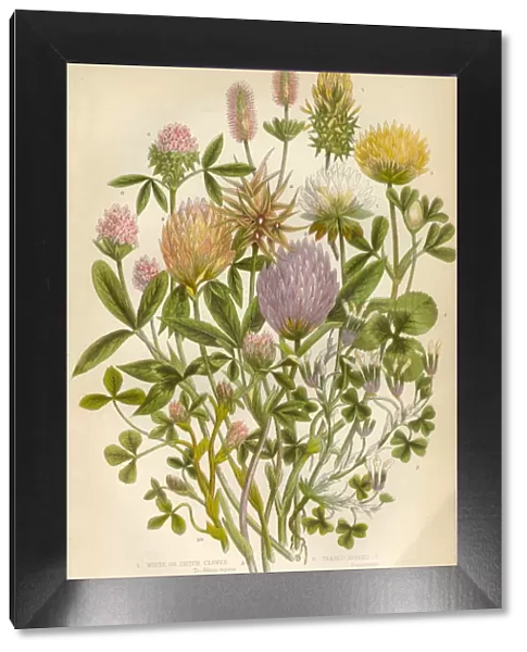 Victorian Botanical Illustration Clover, Purple Clover and White Clover