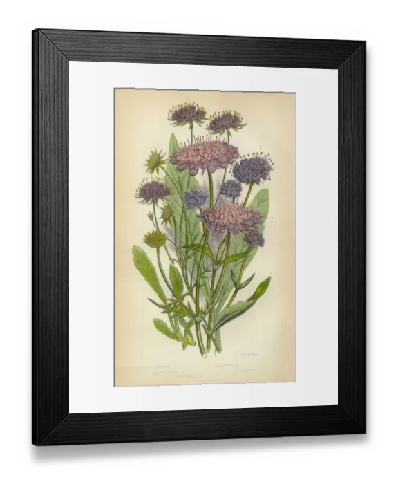 Framed Print : Scabious, Honeysuckle, Pincushion Flower, Knautia, Victorian Botanical Illustration Framed Print : Scabious, Honeysuckle, Pincushion Flower, Knautia, Victorian Botanical Illustration