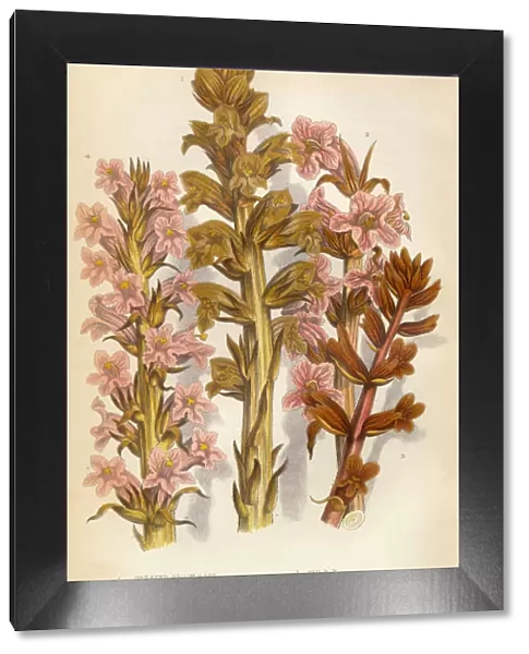 Broomrape, Clove, Orobanche, Red Broomrape, Victorian Botanical Illustration