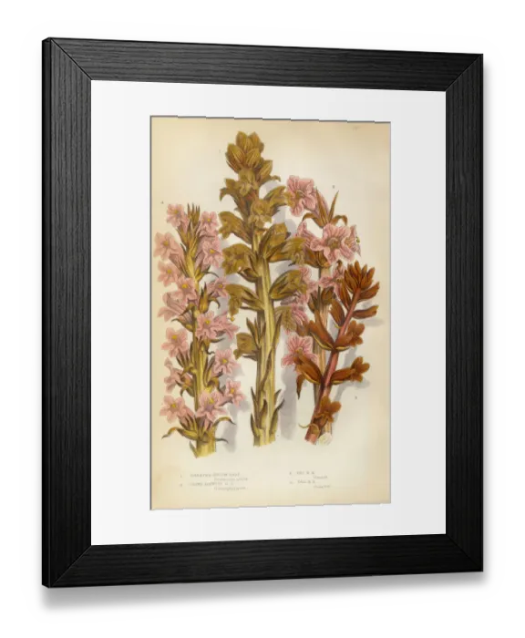 Framed Print : Broomrape, Clove, Orobanche, Red Broomrape, Victorian Botanical Illustration Framed Print : Broomrape, Clove, Orobanche, Red Broomrape, Victorian Botanical Illustration