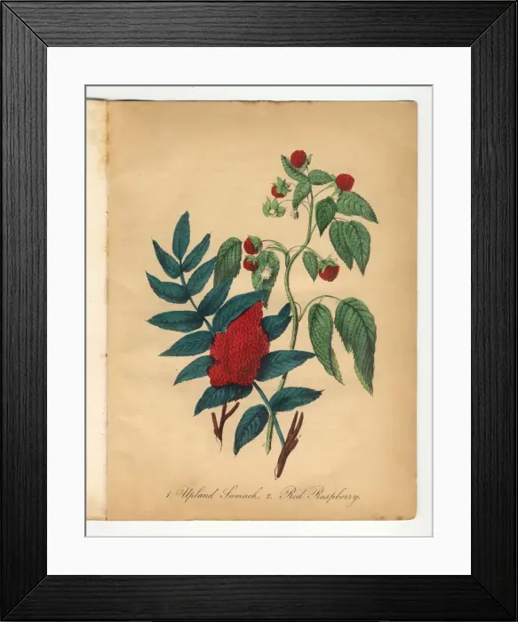Framed Print : Upland Sumach and Red Raspberry Victorian Botanical Illustration Framed Print : Upland Sumach and Red Raspberry Victorian Botanical Illustration