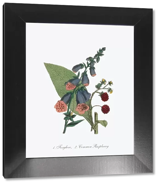 Victorian Botanical Illustration of Foxglove and Common Raspberry