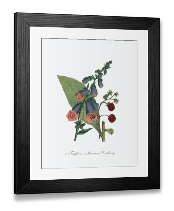 Framed Print : Victorian Botanical Illustration of Foxglove and Common Raspberry Framed Print : Victorian Botanical Illustration of Foxglove and Common Raspberry