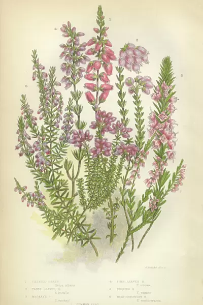 Heath, Heather, Ling, Scotland, Victorian Botanical Illustration