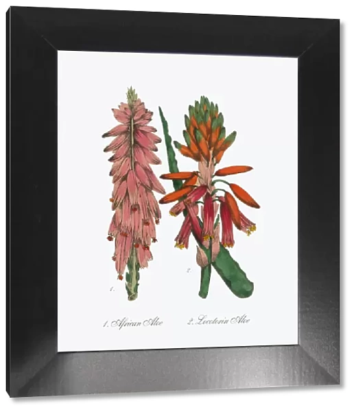 Victorian Botanical Illustration of Aloe and African Aloe